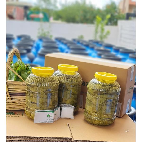 KARGO BEDAVA 3 Adet SALAMURA SULTANİYE SARI ÜZÜM YAPRAĞI- 5 LİTRELİK- KARGO BEDAVA- KAPIDA ÖDEMEMİZ VAR. 